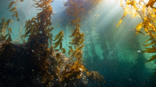 Erick Morales Oyola unsplash Giant Kelp