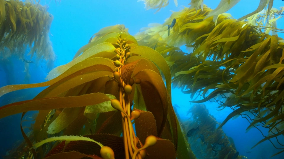 Oleksandr Sushko unsplash Giant Kelp