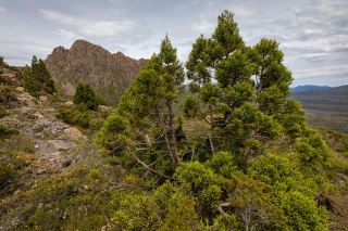 Pencil Pine Dan Broun