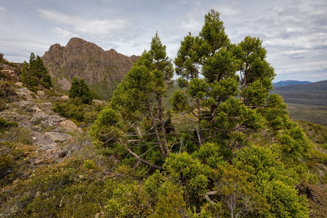 Pencil Pine Dan Broun