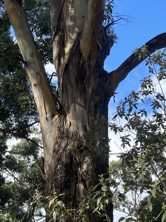 Beautiful Blue Gum