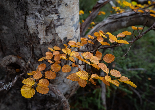 Dan Broun Fagus Cheyne3