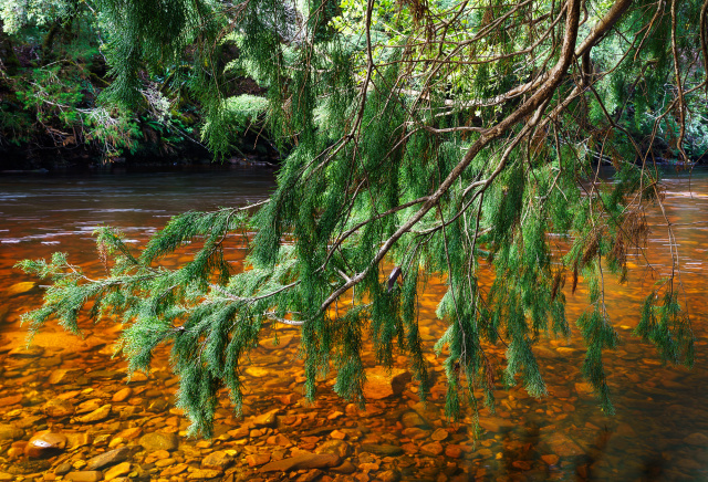 Grant Dixon Huon WIL 2469 FS