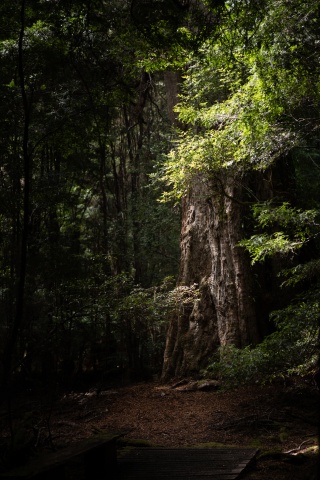 800yo Myrtle2 Ed Jones
