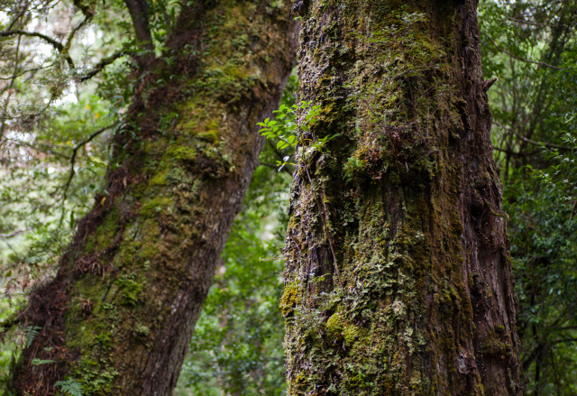 Mt Lindsay Myrtle Dan Broun14