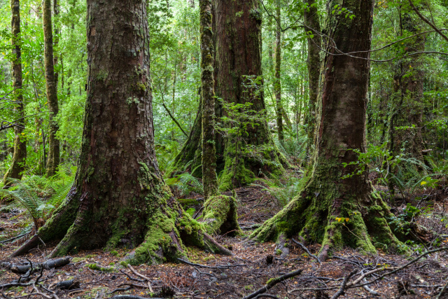 Mt Lindsay Myrtle Dan Broun7