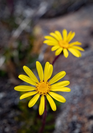 Dan Broun Daisies