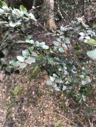 Myrtle leaves