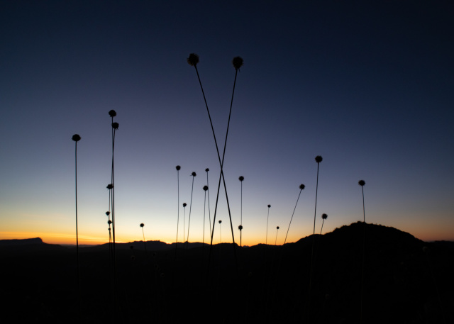 Dan Broun Buttongrass