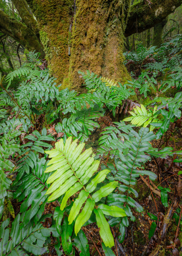 Dan Broun Cloud Forest1