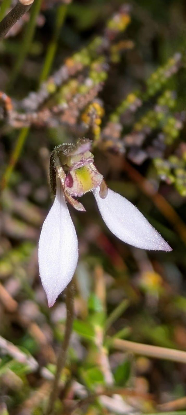 Eriochilus cucullatus Helen Cushing