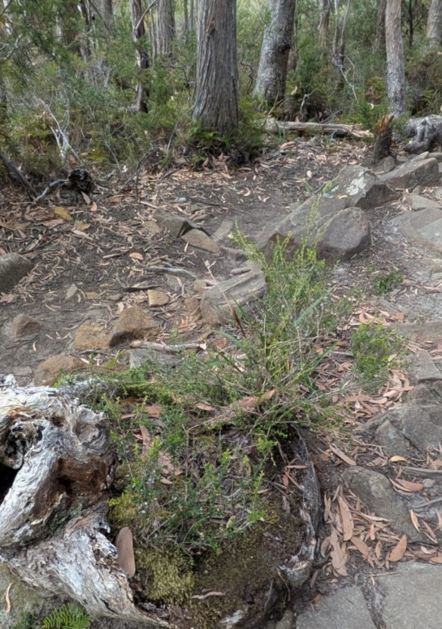 Miniature nature garden S Cape track Helen Cushing