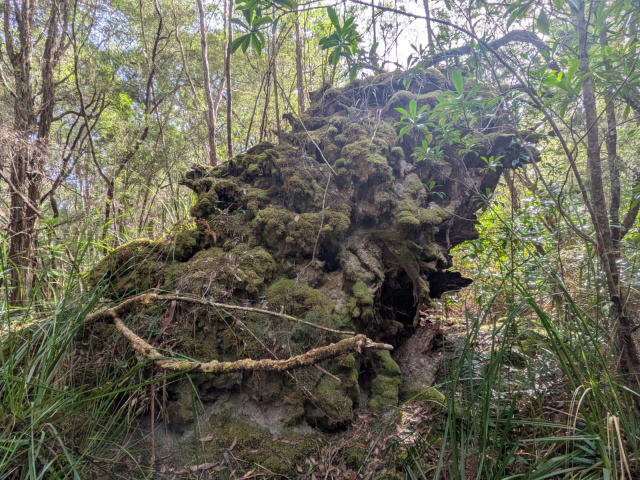 Root base of a fallen tree overgrown with moss Helen Cushing