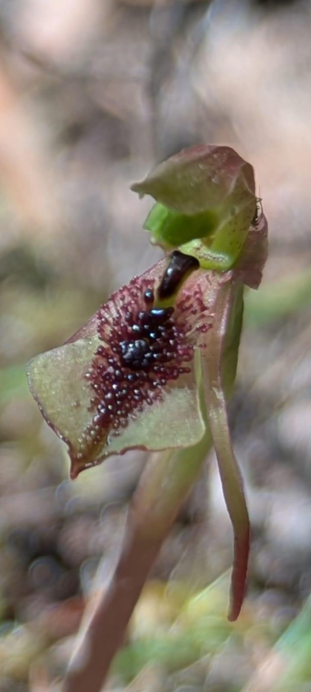 South Cape Bay track Helen Cushing