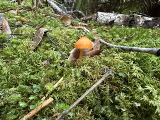 Lone orange fungi Phill Pullinger