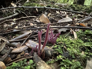 Purple fungi Styx Phill Pullinger