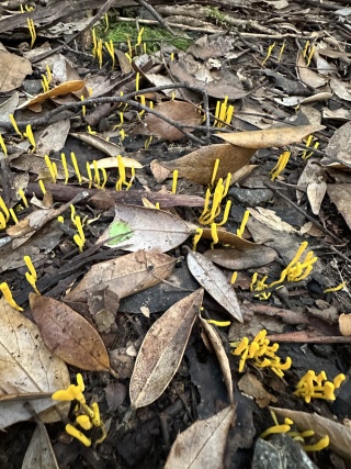 Yellow spindly fungi Styx Phill Pullinger