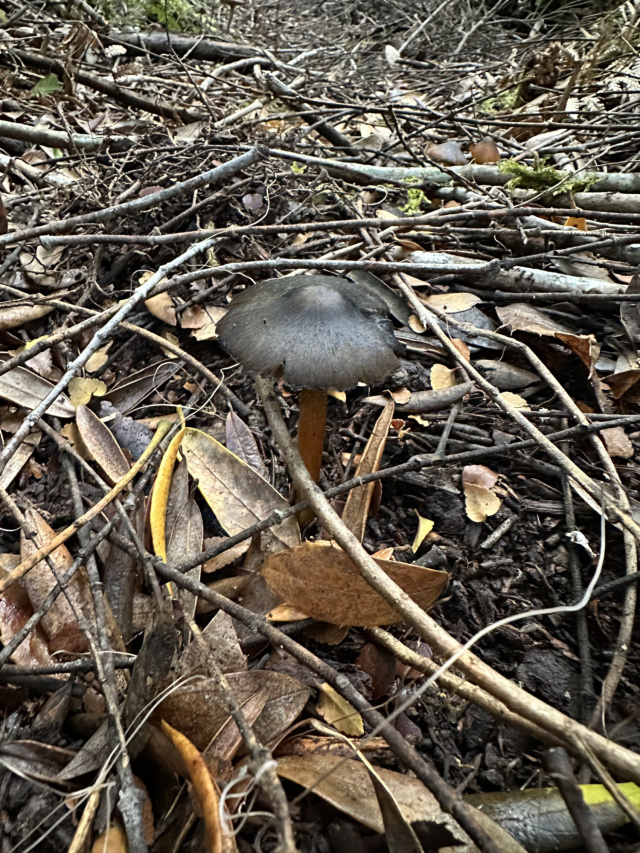 Black fungi Styx Phill Pullinger