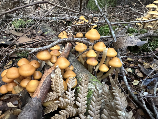 Constellation of orange fungi Styx