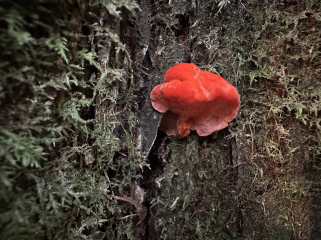 Fluoro orange fungi Styx Phill Pullinger