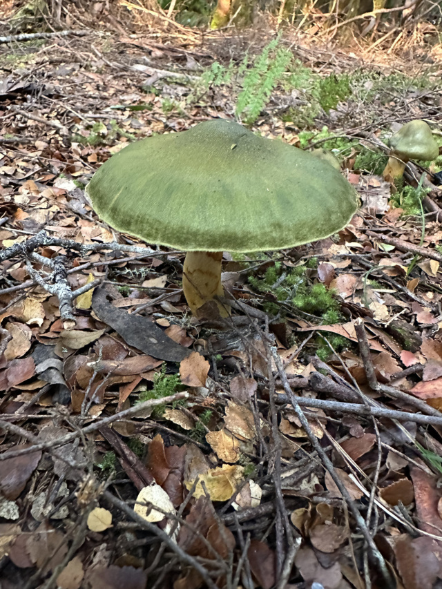 Green fungi Styx Phill Pullinger