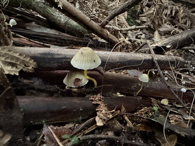 Pale Fungi Styx Phill Pullinger