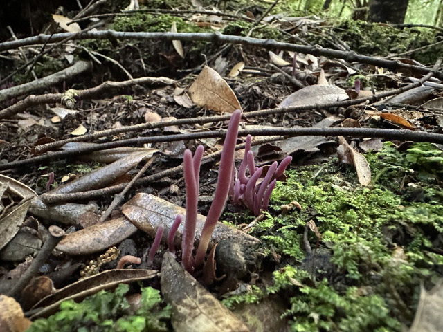 Purple fungi Styx Phill Pullinger