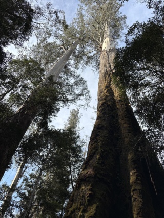 Towering trees