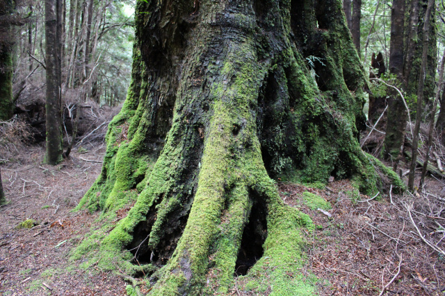 Giant Myrtle Tarkine Rainforest