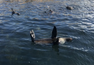 Australian Fur Seals
