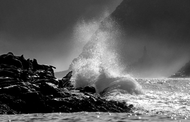 Australian Fur Seals "Life on Earth" Bruny Island Warwick Berry