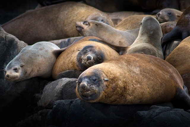Australian Fur Seals "Siesta" Bruny Island Warwick Berry