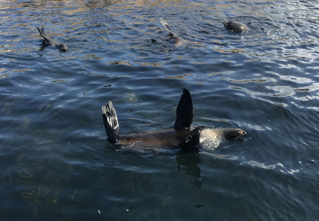 Australian Fur Seals