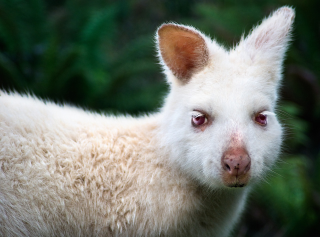White Wallaby "Wally" Bruny Island Warwick Berry