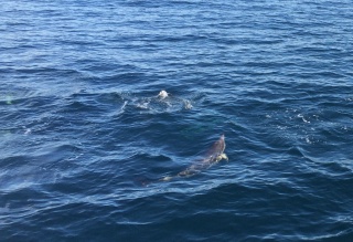 Bottlenose Dolphin