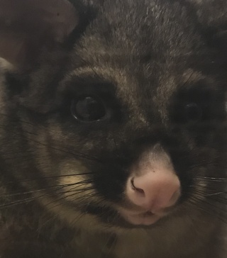 Brush-Tailed Possum