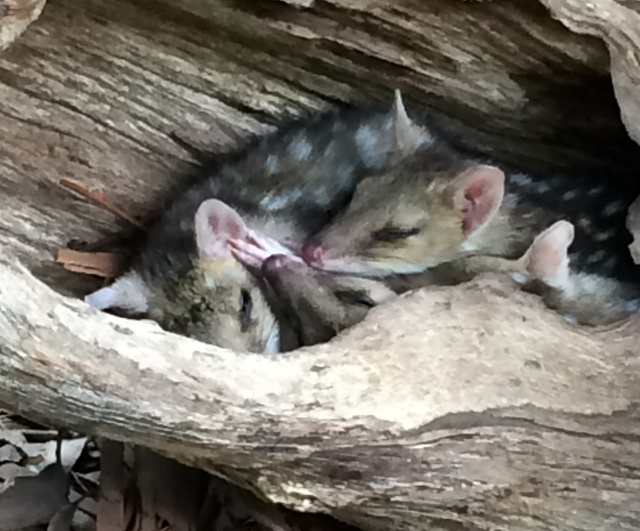 Eastern Quoll
