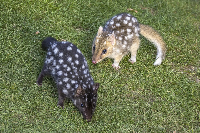 Eastern quoll dark and fawn morphs Charles J Sharp