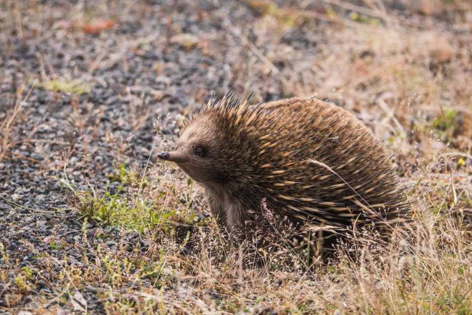 Echidna 0258 by Tilde Bergstrom