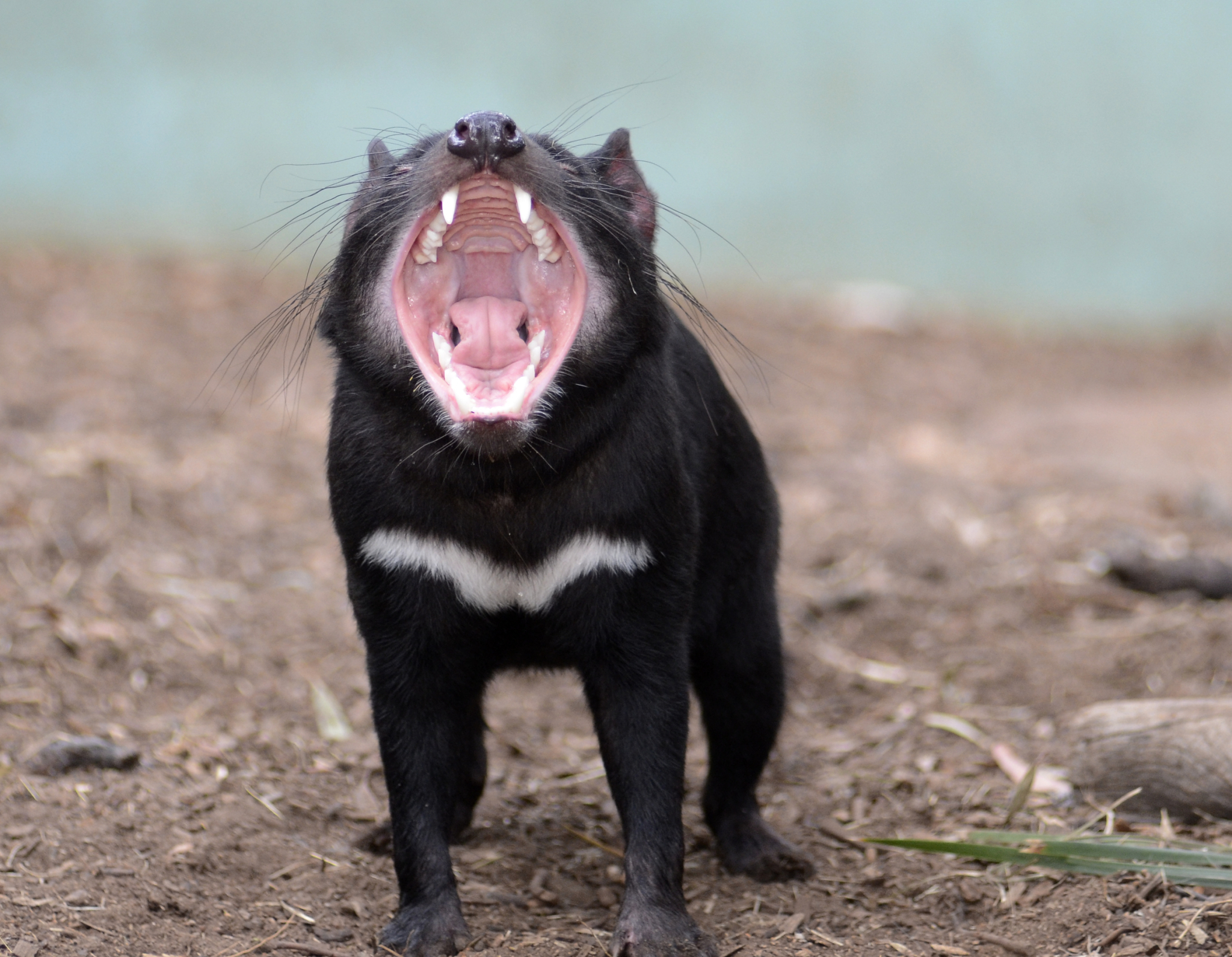 Tasmanian-Devil-42085.jpg (2048×1591)