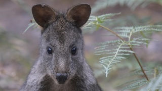 Pademelon Eric Woehler