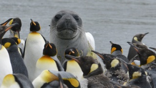 Southern Elephant Seal 46252
