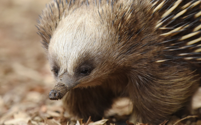 Echidna 00811