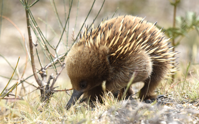 Echidna 00892