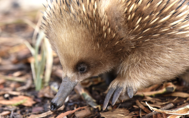 Echidna 21151