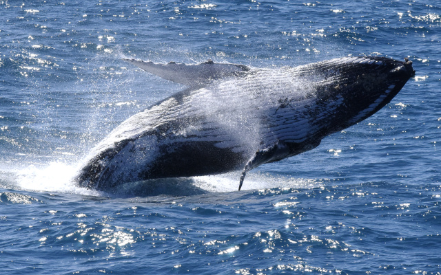 Humpback Whale 15499