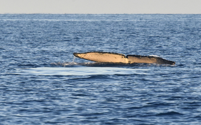 Humpback Whale 17433