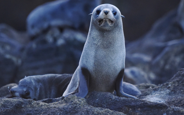 New Zealand Fur Seal 10789