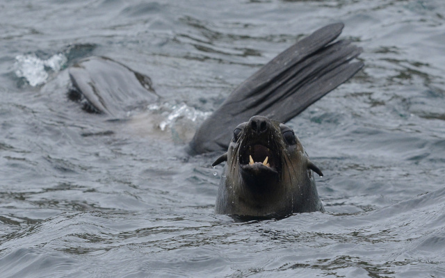 New Zealand Fur Seal 66312