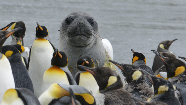 Southern Elephant Seal 46252